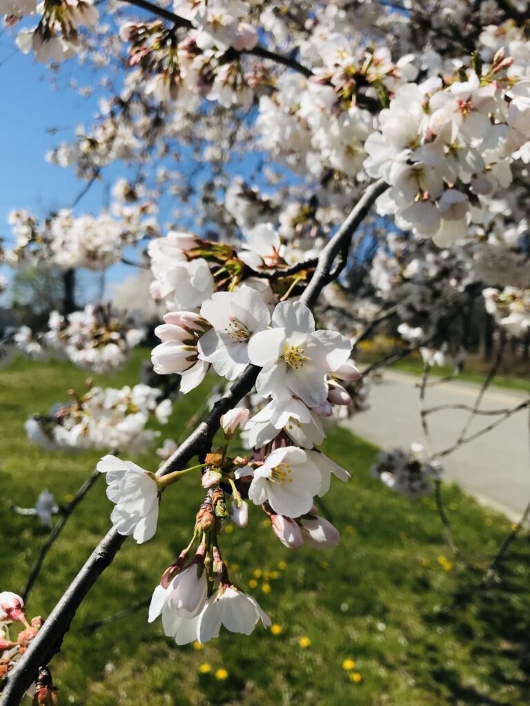 アメリカ、桜、ソメイヨシノ