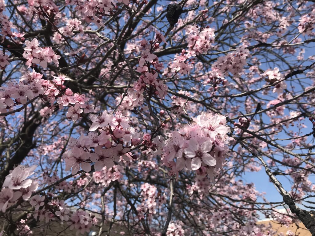 アメリカ、桜、オオヤマザクラ