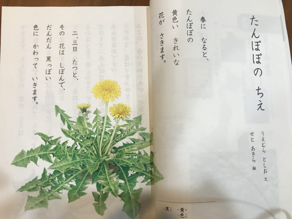 小学2年生国語の教科書「たんぽぽのちえ」