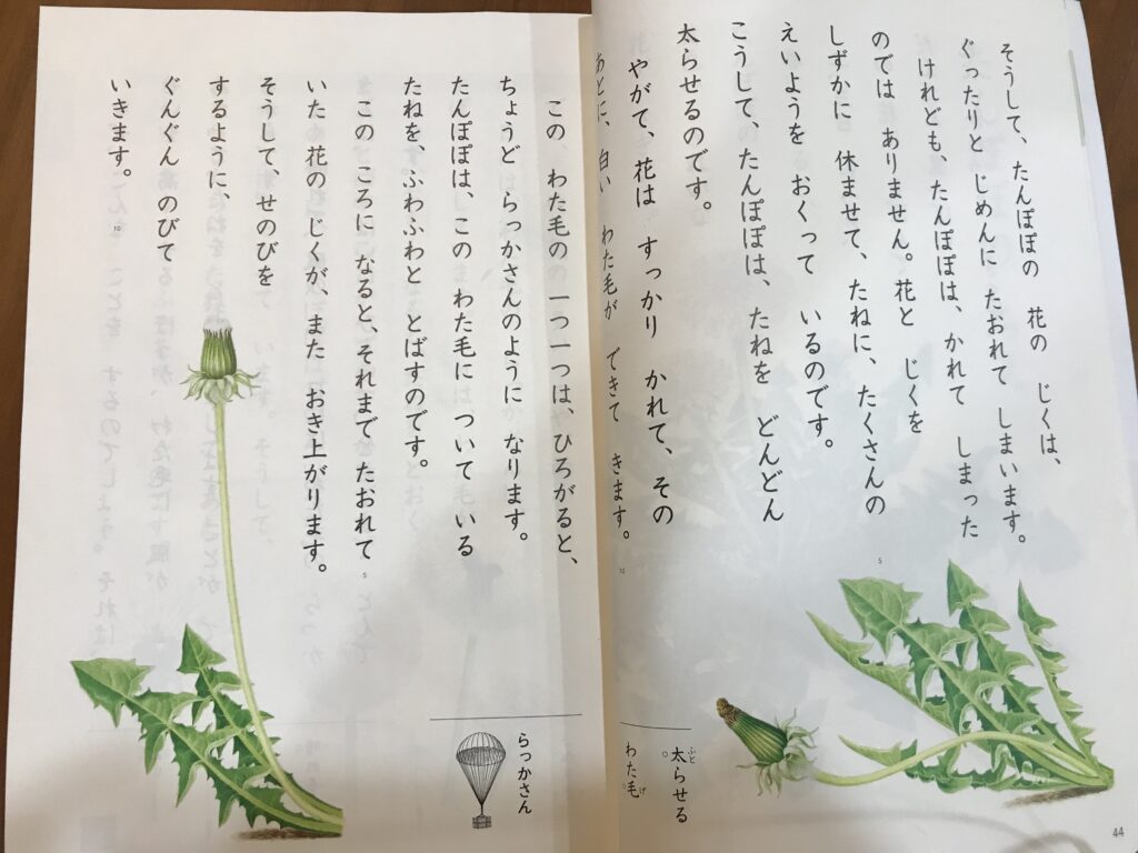 小学2年生国語の教科書「たんぽぽのちえ」
