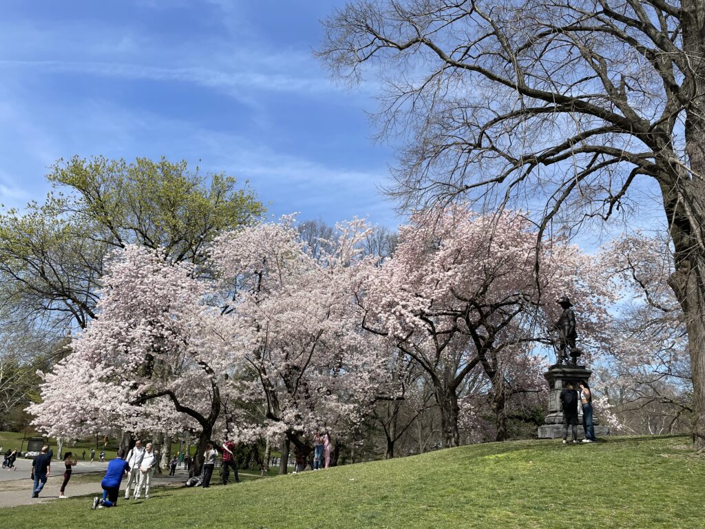 桜、セントラルパーク、ピルグリムヒル