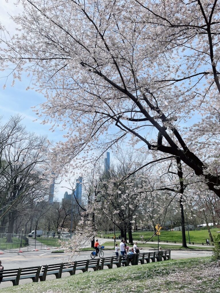 桜、セントラルパーク、ピルグリムヒル