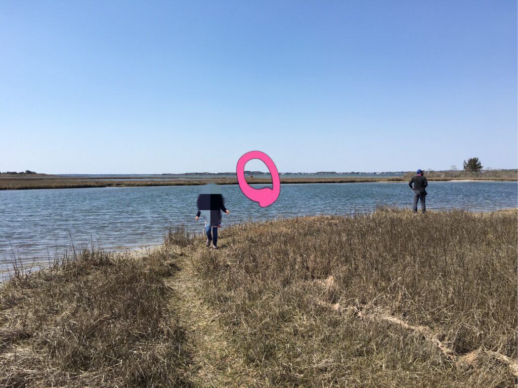 野生の馬、アサチーグ（アサティーグ）島、Assateague Island