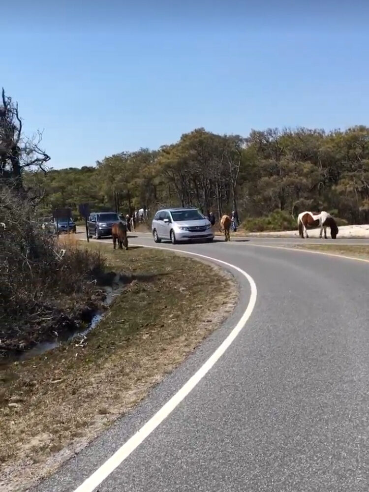 野生の馬、アサチーグ（アサティーグ）島、Assateague Island