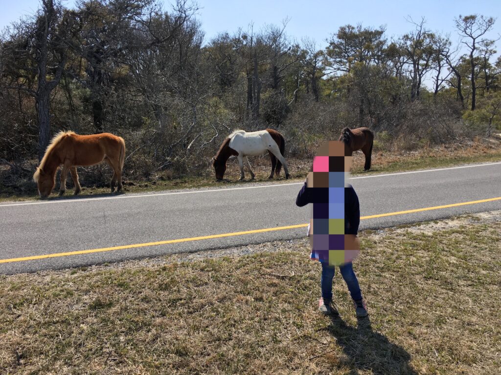 野生の馬、アサチーグ（アサティーグ）島、Assateague Island