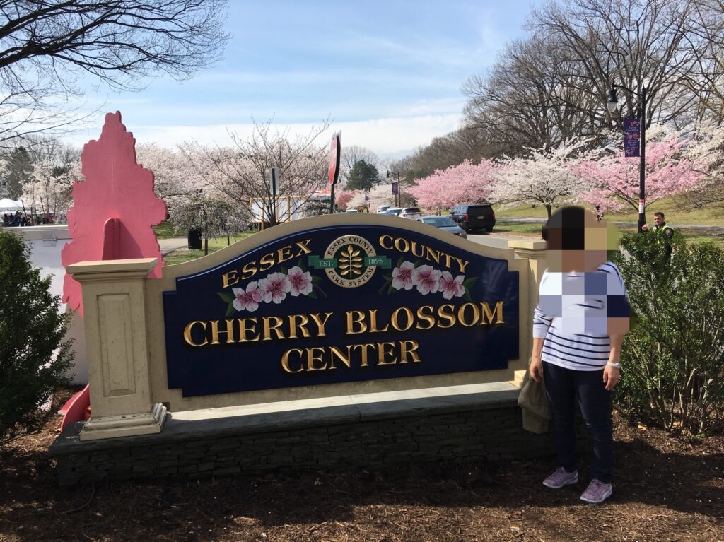 アメリカの桜、お花見、ワシントンDC「全米桜祭り」、ニュージャージー、ニューヨーク