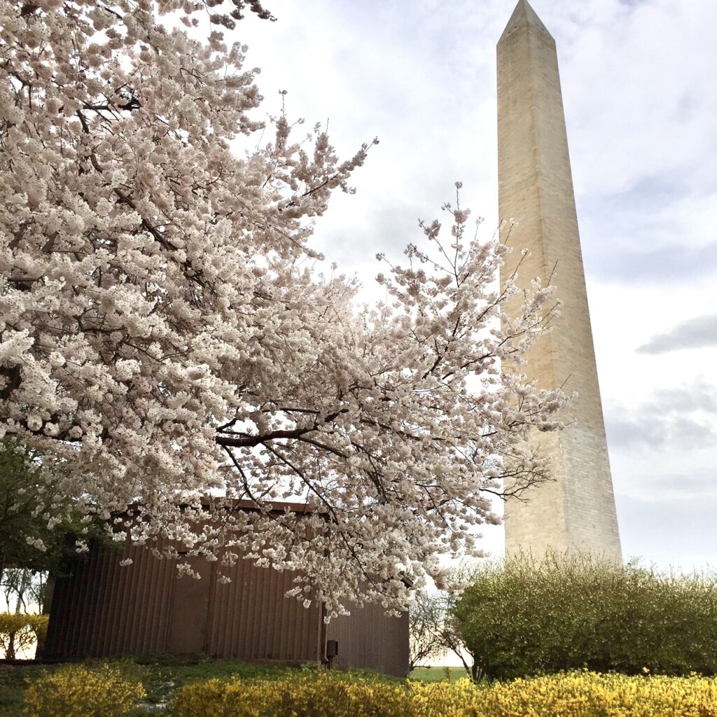 アメリカの桜、お花見、ワシントンDC「全米桜祭り」、ニュージャージー、ニューヨーク