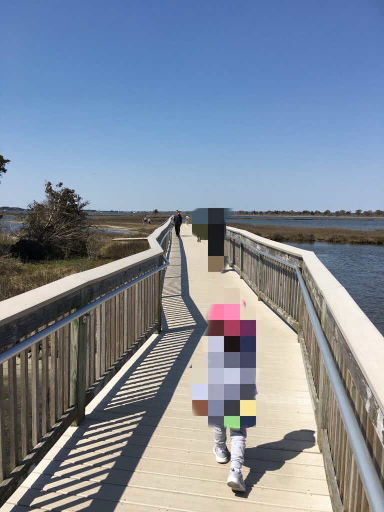 野生の馬、アサチーグ（アサティーグ）島、Assateague Island