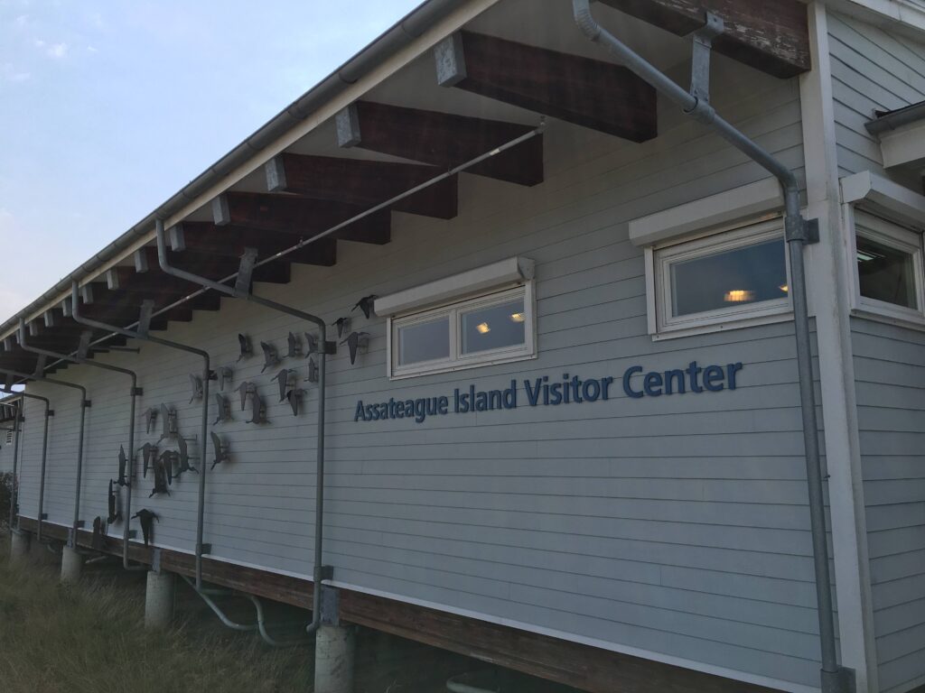 野生の馬、アサチーグ（アサティーグ）島、Assateague Island