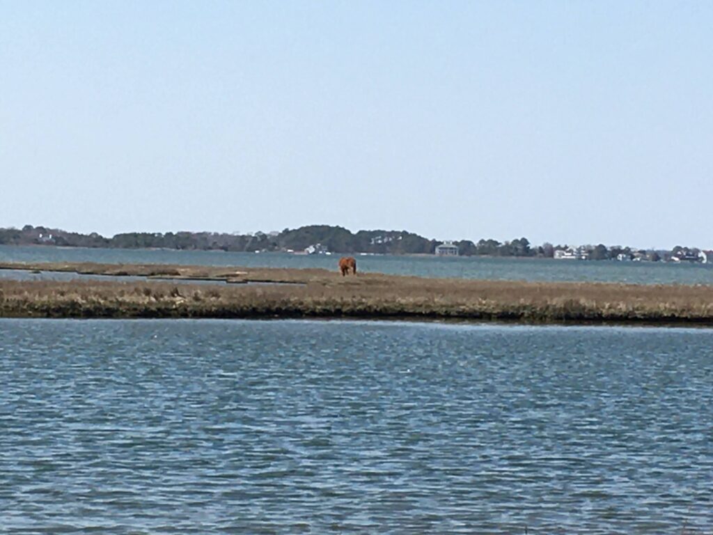 野生の馬、アサチーグ（アサティーグ）島、Assateague Island