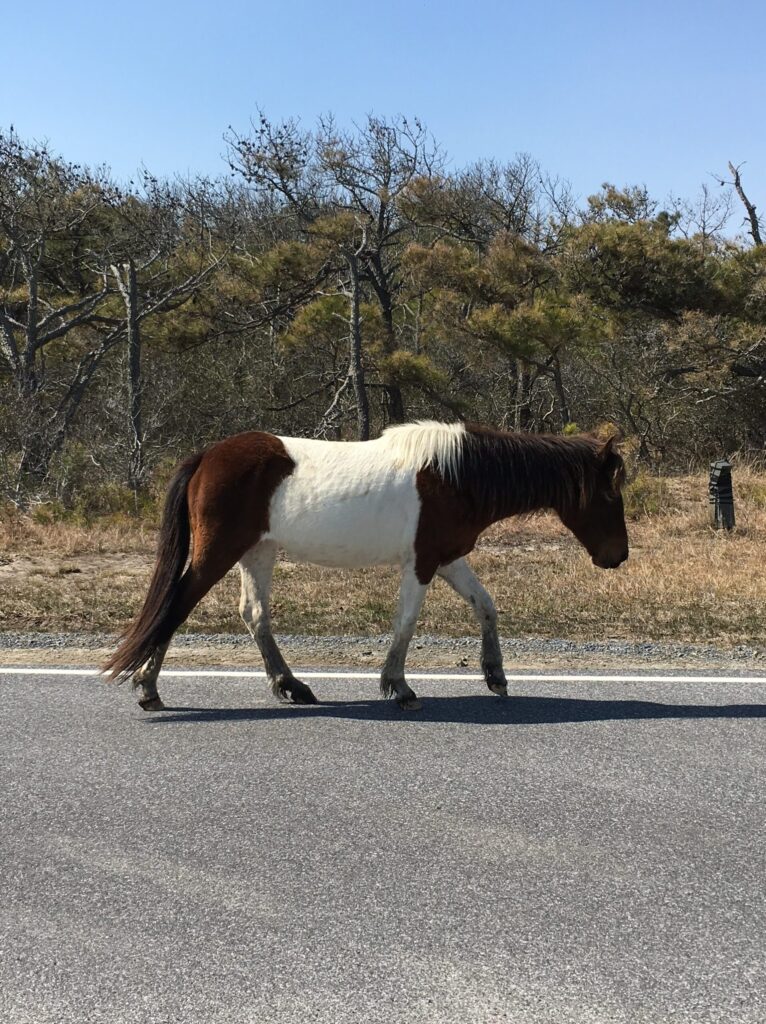 野生の馬、アサチーグ（アサティーグ）島、Assateague Island