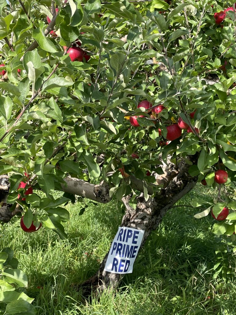 りんご狩りおすすめファーム6選、masker orchards