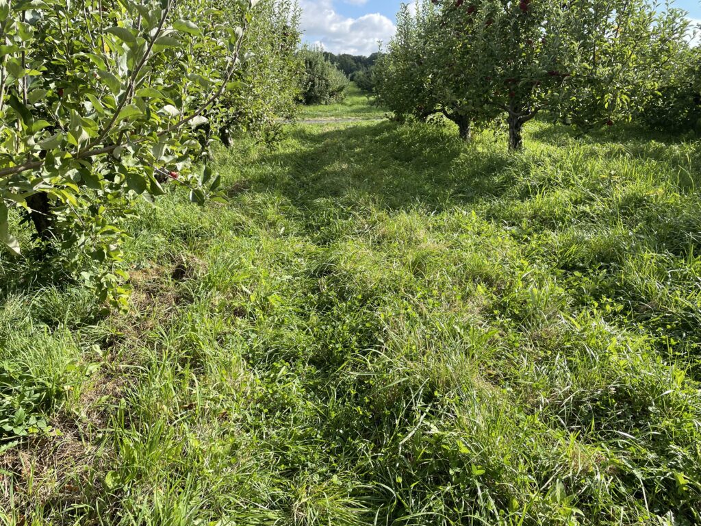 りんご狩りおすすめファーム6選、masker orchards