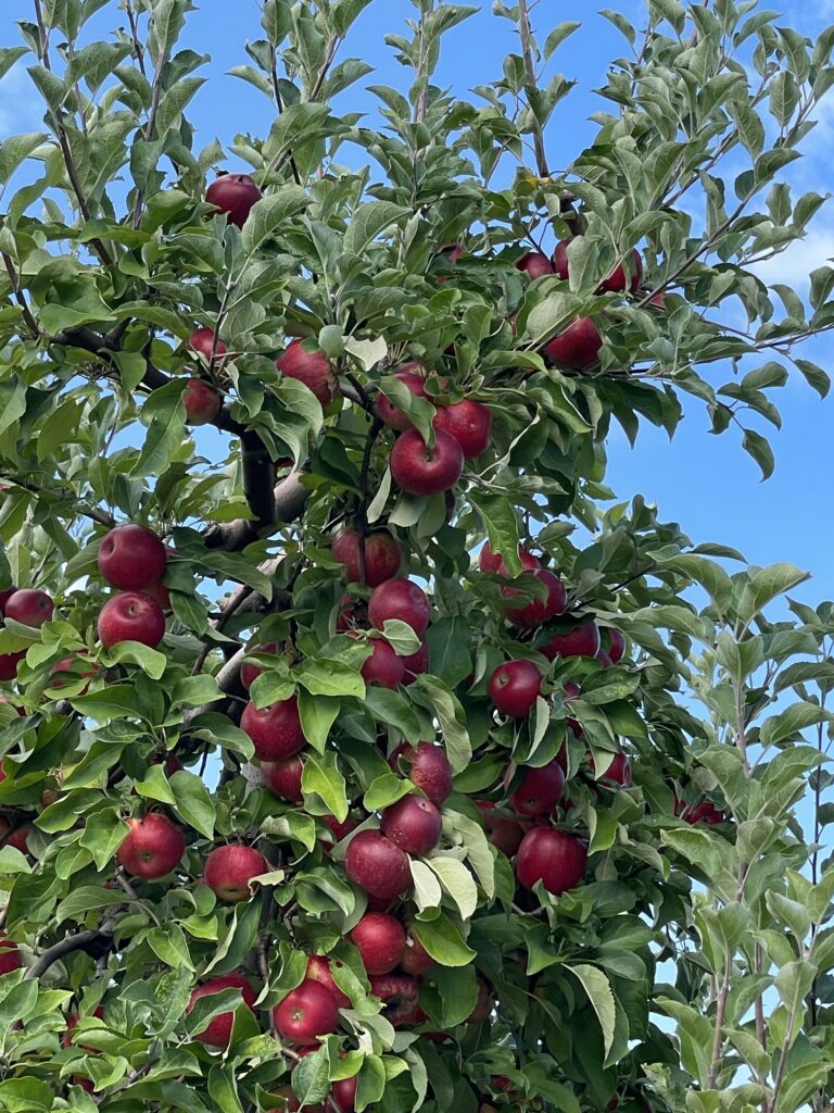 りんご狩りおすすめファーム6選、masker orchards