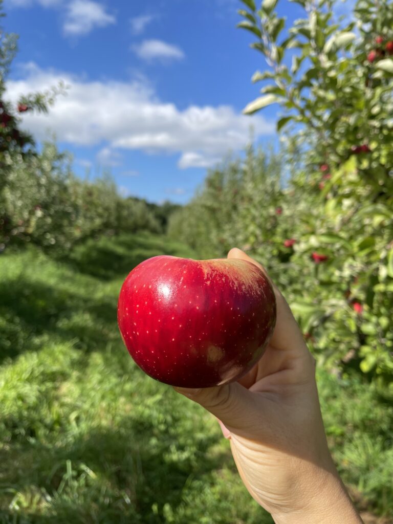 りんご狩りおすすめファーム6選、masker orchards