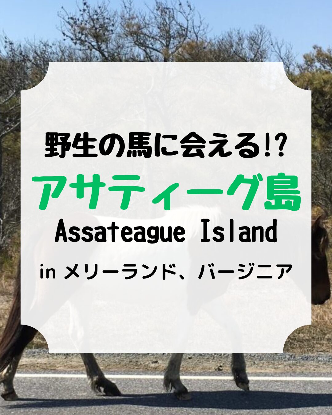 野生の馬、アサチーグ島、アイキャッチ