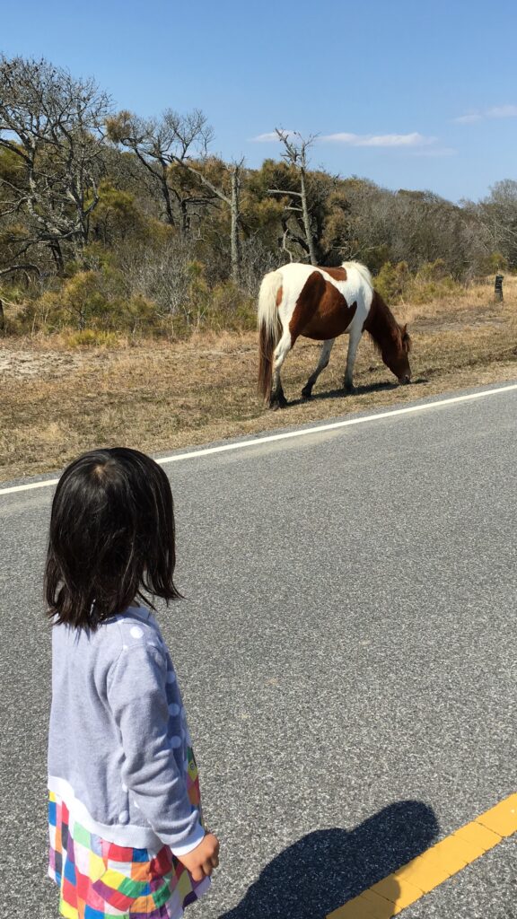 野生の馬、アサチーグ島