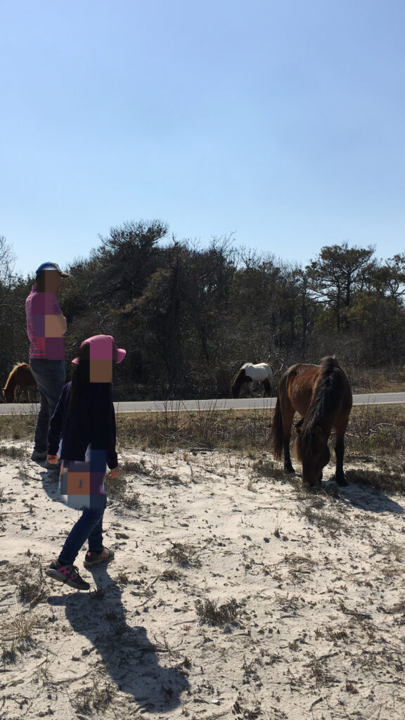 野生の馬、アサチーグ島