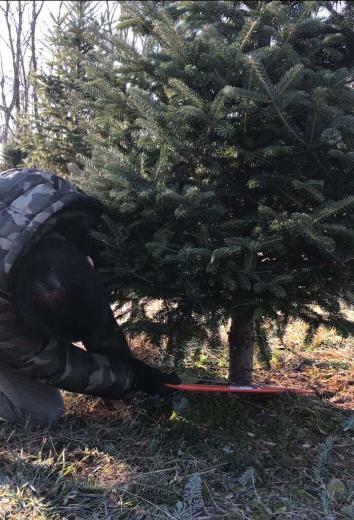 クリスマス前にやるべき６つのTo Doリスト、生木のツリー