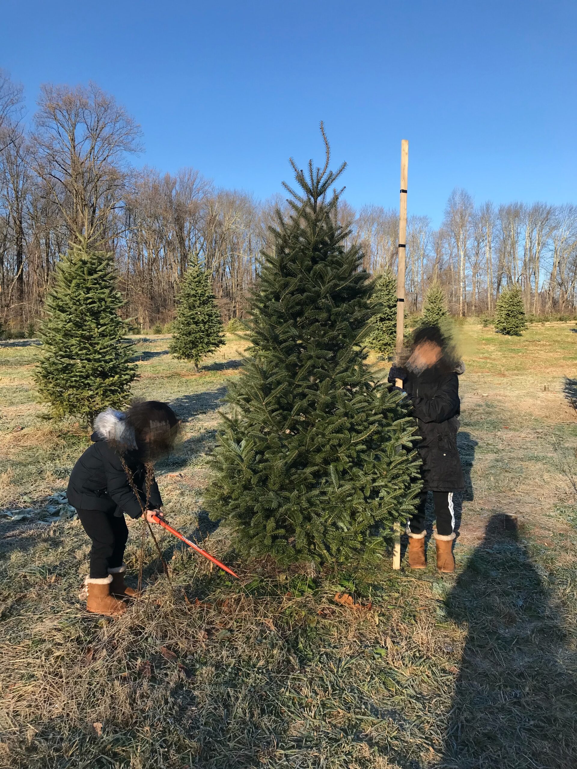 クリスマス前にやるべき６つのTo Doリスト、生木のツリー