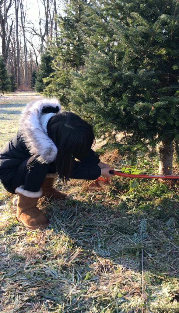 クリスマス、生木のツリー