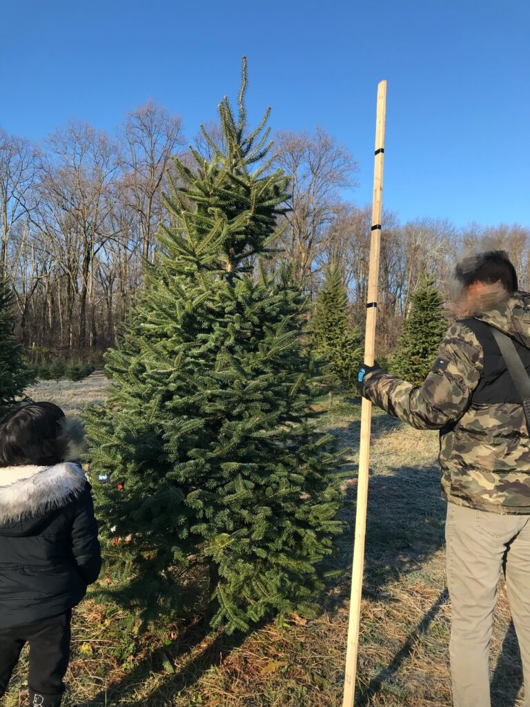 クリスマス、生木のツリー