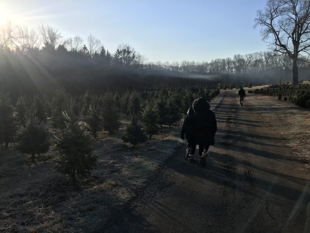 クリスマス、生木のツリー