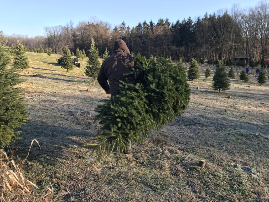 クリスマス、生木のツリー