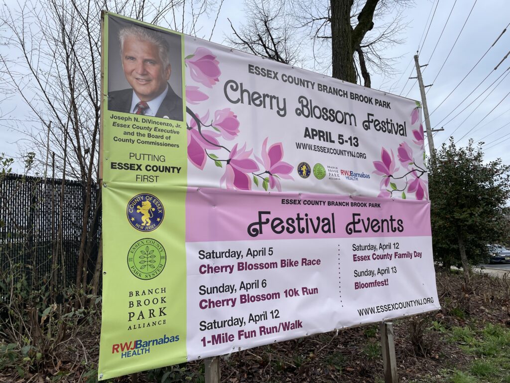 アメリカで桜、お花見、桜祭り、branch brook park