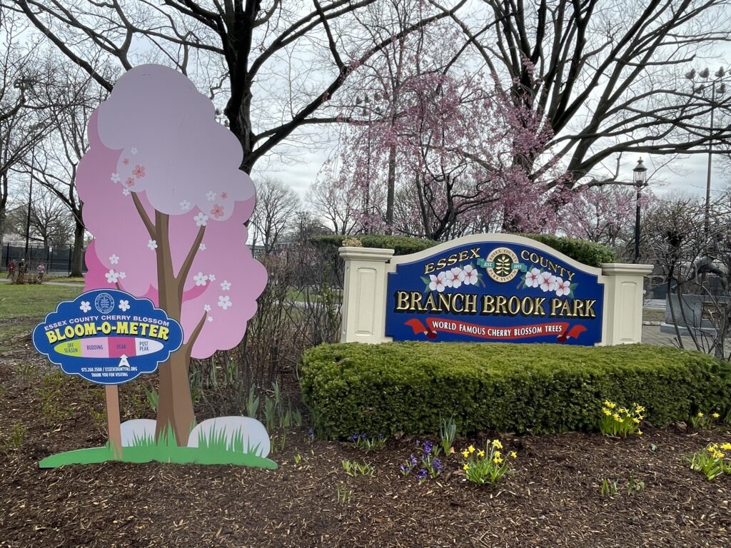 アメリカで桜、お花見、桜祭り、branch brook park