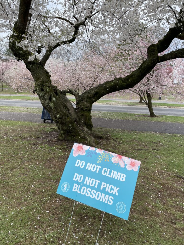 アメリカで桜、お花見、桜祭り、branch brook park