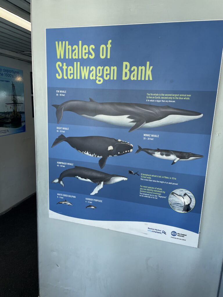 ボストン、くじらウォッチング