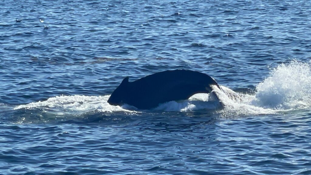 ボストン、クジラウォッチング