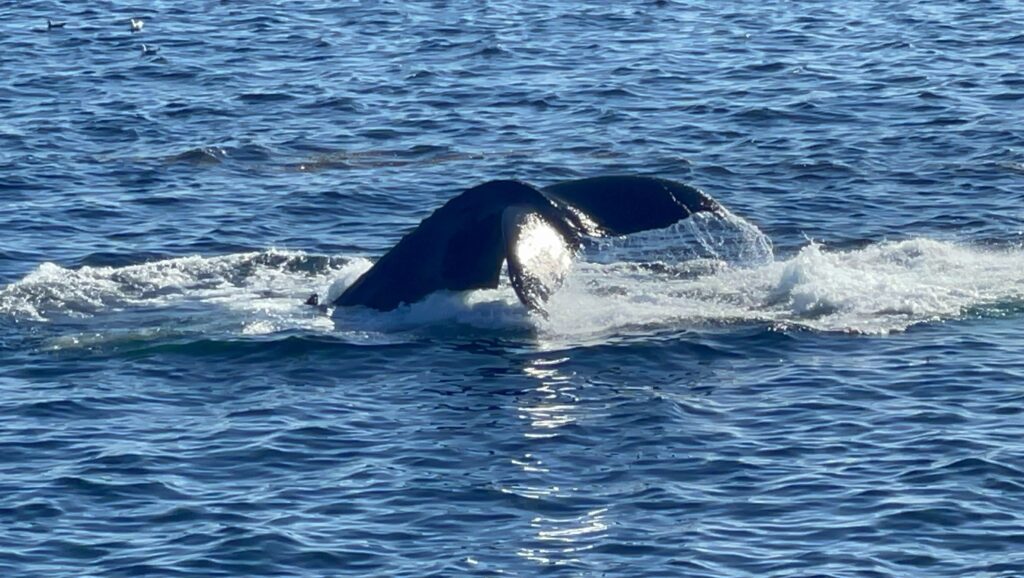ボストン、クジラウォッチング