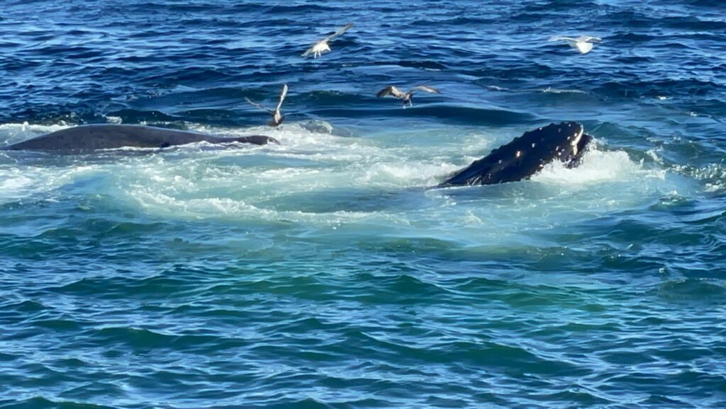 ボストン、クジラウォッチング