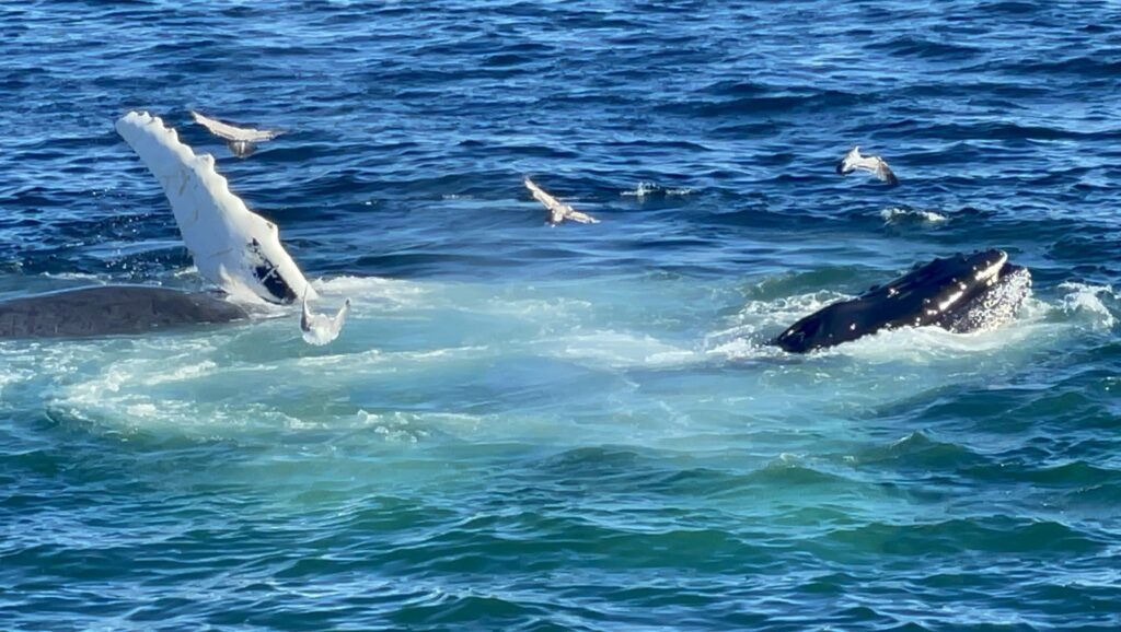 ボストン、クジラウォッチング