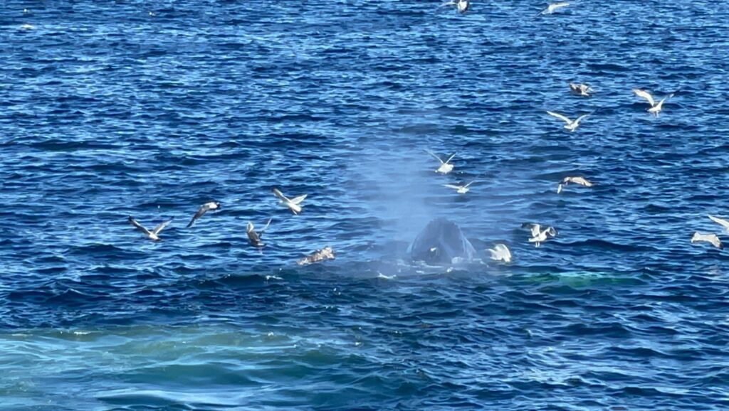 ボストン、クジラウォッチング