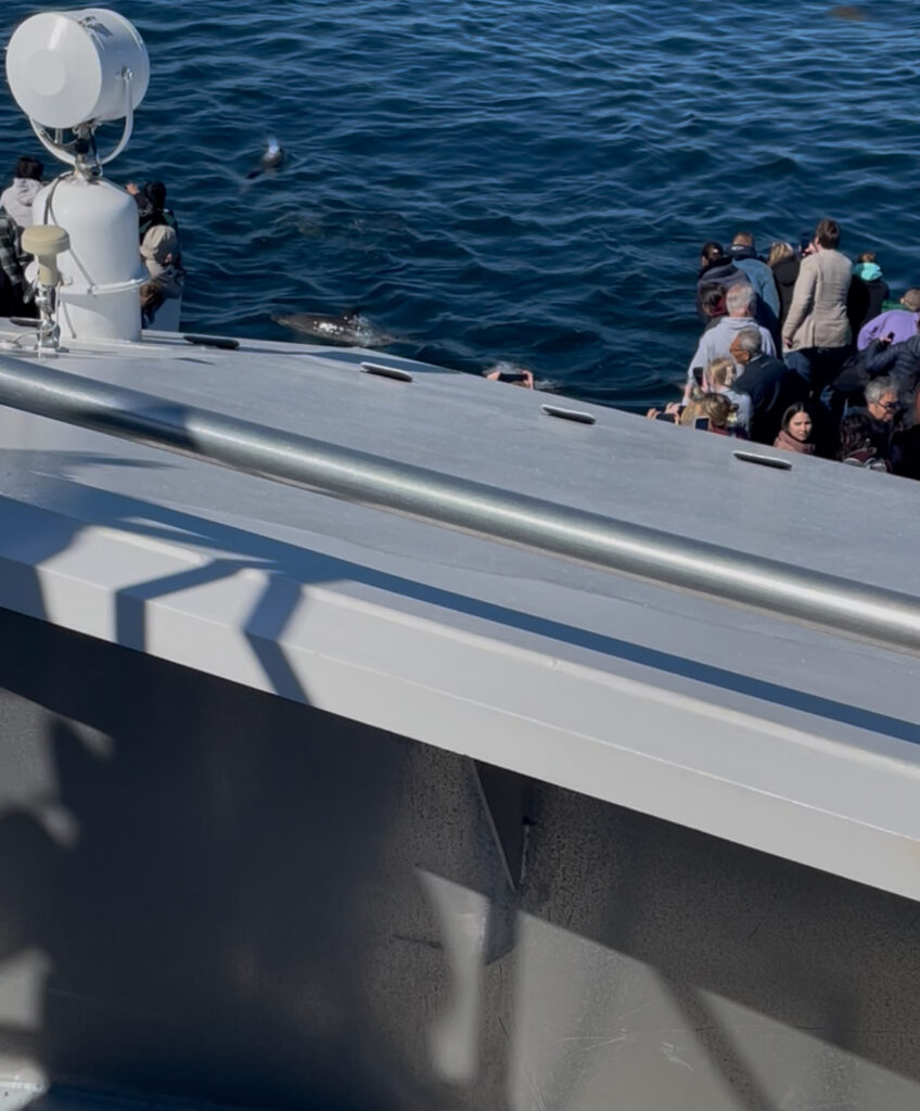 ボストン、クジラウォッチング