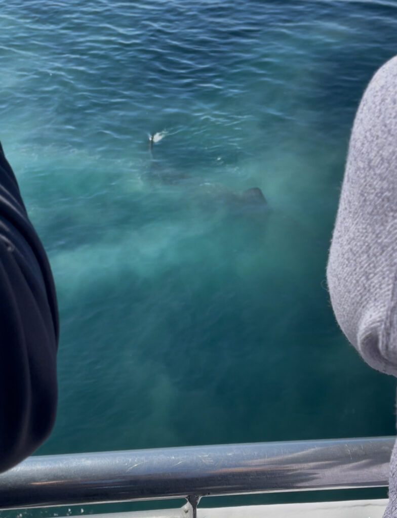 ボストン、クジラウォッチング