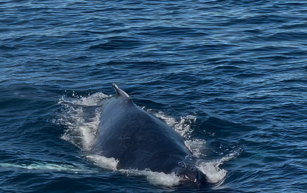 ボストン、クジラウォッチング