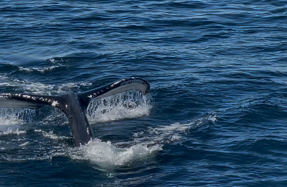 ボストン、クジラウォッチング