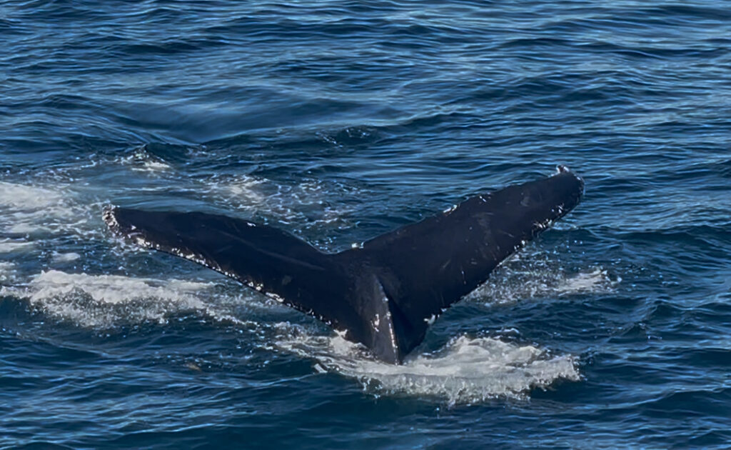 ボストン、クジラウォッチング