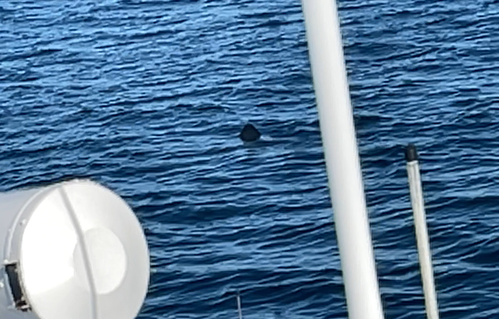 ボストン、クジラウォッチング