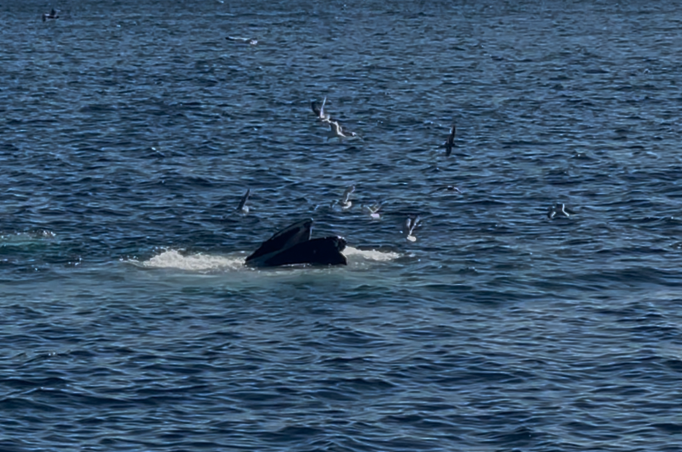 ボストン、クジラウォッチング