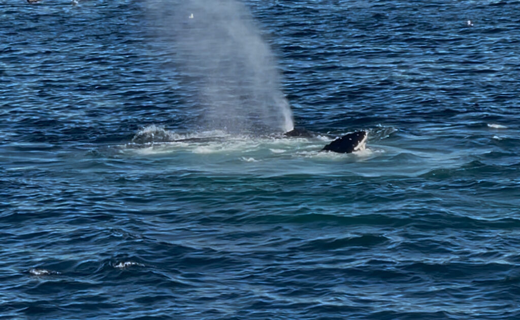 ボストン、クジラウォッチング