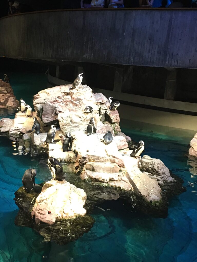 ストン、ニューイングランド水族館