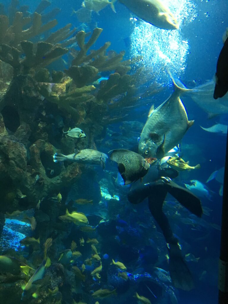 ストン、ニューイングランド水族館