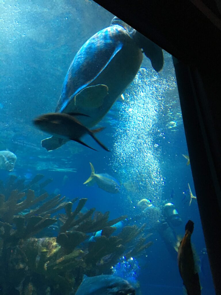 ストン、ニューイングランド水族館