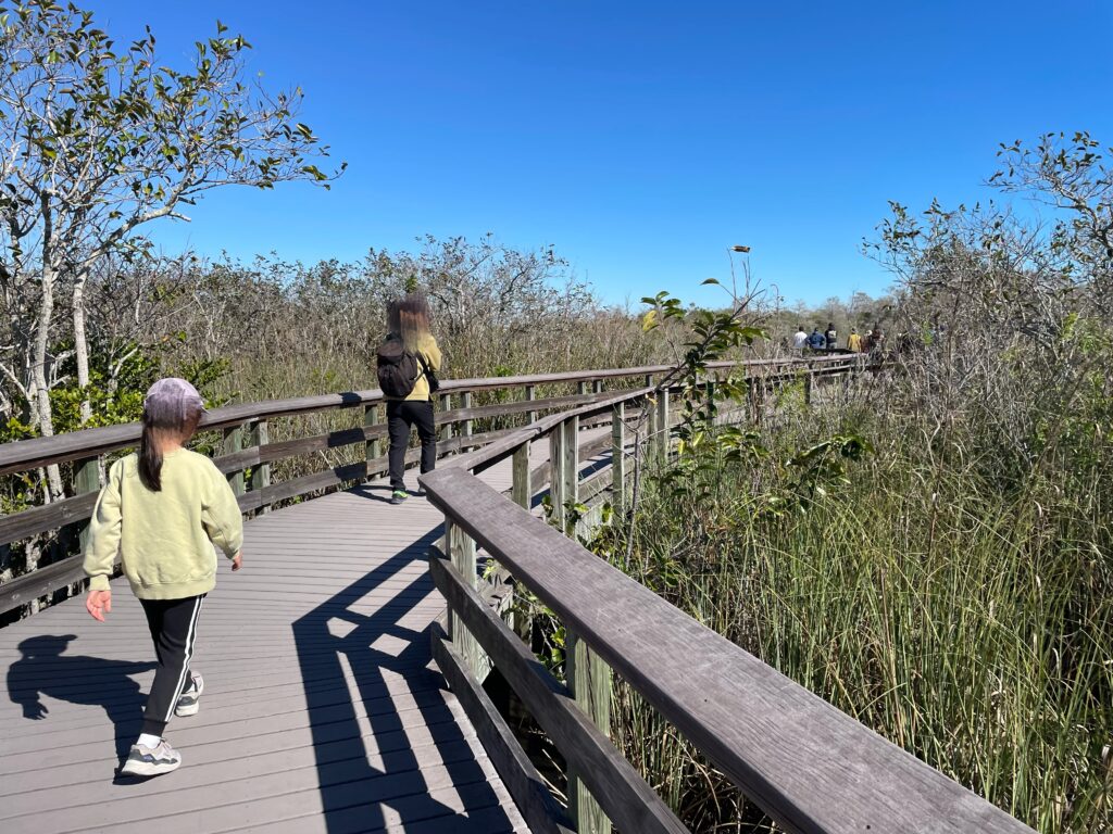 アメリカ東海岸縦断、エバーグレーズ