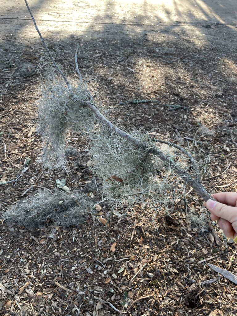 アメリカ東海岸縦断、チャールストン、Boone Hall Plantation & Gardens